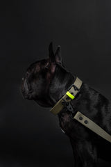 Hundehalsband C01
