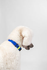 Hundehalsband C01